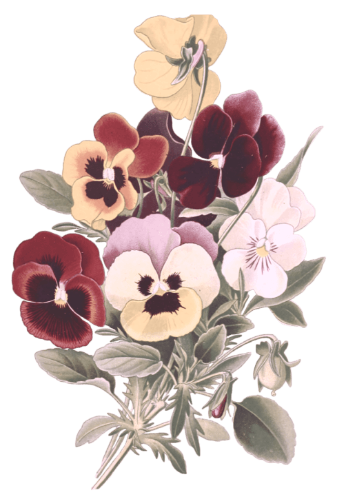 Image of pansies